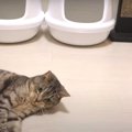 頭フリフリ？で狙う猫ちゃん＆無邪気に遊ぶ猫ちゃん♡