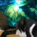 ゲームも気になるけど飼い主さんとも遊びたい猫さん！