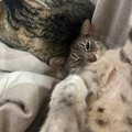 猫が豪快に『ヘソ天』で寝ているときの心理3選　ありがたい“ご開帳”を…