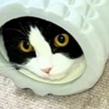 フォームローラーの中に入った猫→反対側の穴から出ようとした結果…飼…