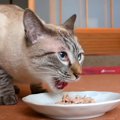 猫ちゃんとあの有名人の初コラボ！？そして初めてマグロの中落ちを食…