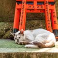 ネコ好きなら行ってみたい！猫にまつわるパワースポット４選