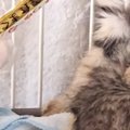 警戒心が強い『きょうだい子猫』→おやつをあげてみると…可愛すぎる反…