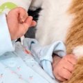 『猫と赤ちゃんが静かだな』と思ったら…思わず笑顔になる『尊い光景』に6…