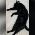 床でくつろいでいた黒猫が『漢字』に見えてきて…横に文字を書いてみた…