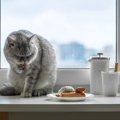 猫が『ご飯を食べた後に顔を洗う』理由4つ　実は野生の名残が残っている？