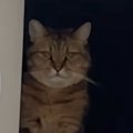 買い物に出かけようとしたら…猫が見せた『可愛すぎる行動』に「行かないで…