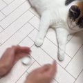 猫と『どっちの手に入っているかゲーム』した結果…まさかの展開が笑えると…
