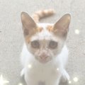 突然現れて『窓越しに鳴いていた子猫』→次の日もまたやって来て…３日…