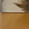 帰宅したら猫が透明な箱にすっぽりと収まっていて…もはや猫に見えない…