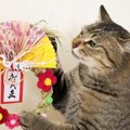 Laylaの１２猫占い 12/30～1/5までのあなたと猫ちゃんの運勢