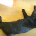 猫ちゃんの変わった遊び方に思わず…（笑）♡