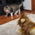 元ボス猫ちゃん、百獣の王と対決！？