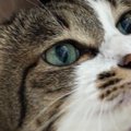 休みを取った嫁から送られてきた『猫の様子』を見たら…思わず嫉妬して…