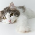 猫は『甘える』とどうなる？ちょっと意外な仕草・行動５つ