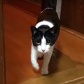 ドアの先に広がる！猫ちゃんの大冒険！