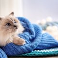 鼻がぐずぐずと辛そう…猫の『鼻水』が出る4つの原因と対処法