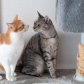 愛猫に合わせた『キャットタワー』の選び方とは？4つの種類やそれぞれの特…