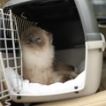猫を連れた移動に便利な『ペットタクシー』ってなに？　利用時の流れや活…