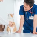 猫に絶対与えてはいけない『人間のお菓子』4選　知らずに与えると最悪…