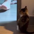 物陰に隠れる子猫→飼い主さんがやって来ると…511万再生を記録した『かわい…