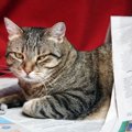 猫が『新聞やチラシ』に乗ってくる理由3つ　紙を好むのはなぜ？降りて…