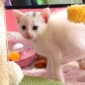 生後27日の子猫→まだヨチヨチ歩きの中『やんのかステップ』を披露して…『…