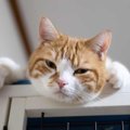 猫が飼い主を『バカにしてる』時の仕草4つ！見下されないようにするに…