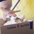 『傷だらけでボロボロの子猫』を緊急で保護したら…３日目に見せた『ま…