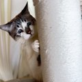 「ビックリしたにゃ…（泣）」人間のくしゃみに驚いて隠れちゃった猫ち…