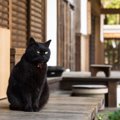 実は勘違いしてるかも！猫の６つの迷信