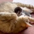 “下半身不随”の猫→血の繋がらない赤ちゃん猫と接触した結果…まさかの…