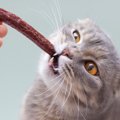 愛猫にチーズやベーコン？飼い主の3割が愛猫に不適切な食事を与えてい…