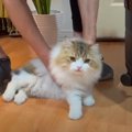 飼い主さんと久しぶりに会えてうれしい猫くん！