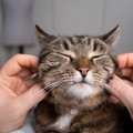 猫の『ヒゲの動き』からわかる5つの心理！向きによっては要注意？