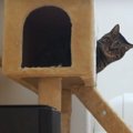 ひょっこり！動くヒーターに興味津々な猫ちゃん