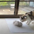 こんなに大量に！！猫ちゃんの毛を簡単に集めることに成功！