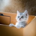 猫を拾ったら！飼えない場合の対処法からその後の洗い方まで