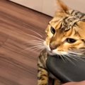 『くさい？くさくない？』可愛い猫ちゃんのヨダレ臭！？