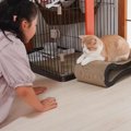 720万再生を記録した『猫と娘のやんのか対決』再び…？波乱の展開に「…