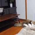 冷ややかな目で見られながらも遊ぶのをやめられない猫ちゃん