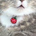 『何とも味のあるお顔』→猫の表情を見てみたら…思わず笑顔になる光景に２…