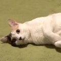 コロコロしたい飼い主さんvsゴロゴロしたい猫ちゃん