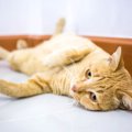 猫が床でゴロンゴロン転がる2つの理由と気持ち