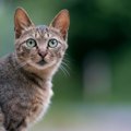 猫の『地震予知』にまつわる3つの通説　よく見られる行動やいち早く気づけ…