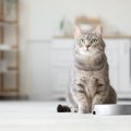 シニア猫が『ご飯を食べない』ときに考えられる4つの原因　無理にでも食べ…