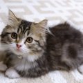 『あまり大きくならない』と言われる猫種5選　小さい体の猫だからこそ…