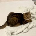 膝にかけていたタオルを『猫に奪われた』結果→様子を見に行くと…想像以上…