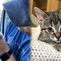 廃棄物処分場で鳴き叫ぶ子猫…保護され2倍の大きさに成長！