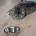 猫が『食べ過ぎた』ときにみせるサイン3つ　起こりうる健康リスクから…